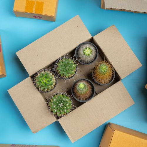 Embalaje para plantas en Madrid